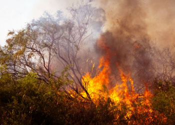 Alarma! Registran numerosos incendios forestales en lo que va del año