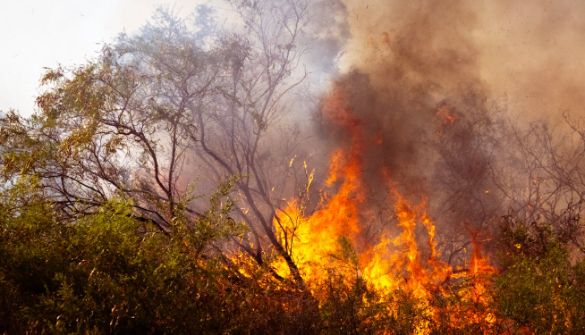 Alarma! Registran numerosos incendios forestales en lo que va del año