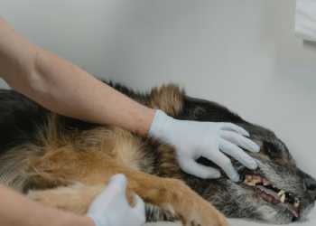 Cancún: rescate animal y adopción en acción