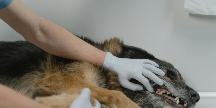 Cancún: rescate animal y adopción en acción