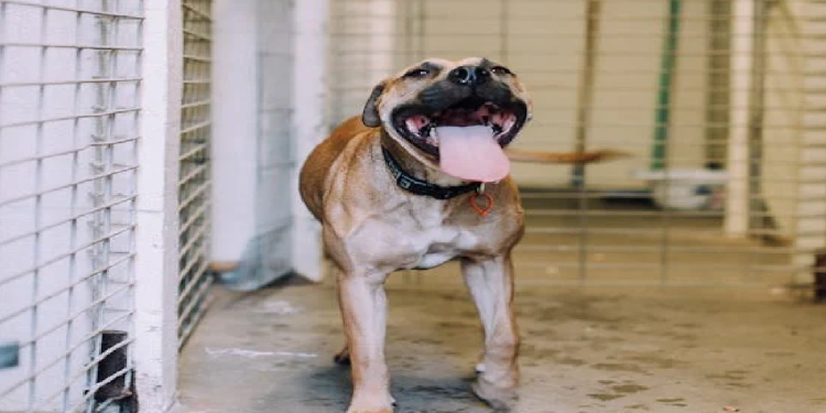 ¿Cuánto cuesta el proceso de rescate animal en Cancún?