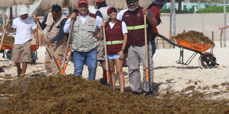 Realizan jornada de limpieza de sargazo en playa Chacmool