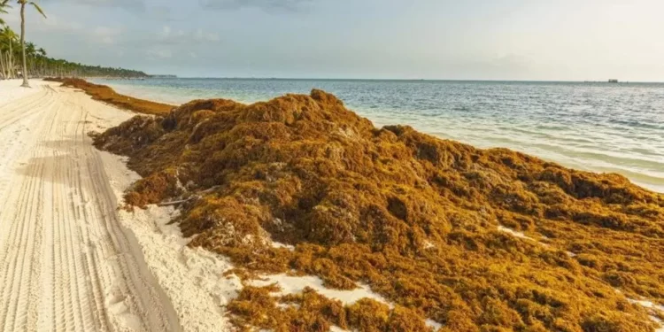 Sargazo fuera de control: miles de toneladas rumbo a Quintana Roo