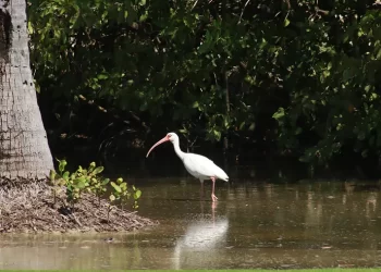 Día Mundial del Medio Ambiente: Cancún celebra con avistamiento de aves y feria ambiental