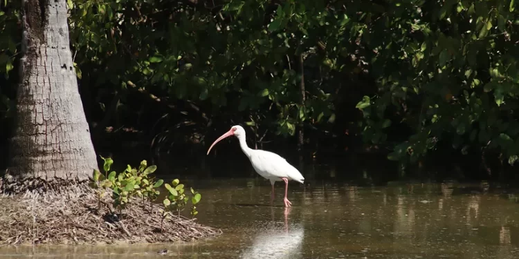 Día Mundial del Medio Ambiente: Cancún celebra con avistamiento de aves y feria ambiental