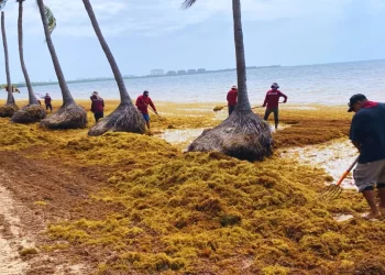 Playa del Carmen activa estrategia urgente contra el recale de sargazo