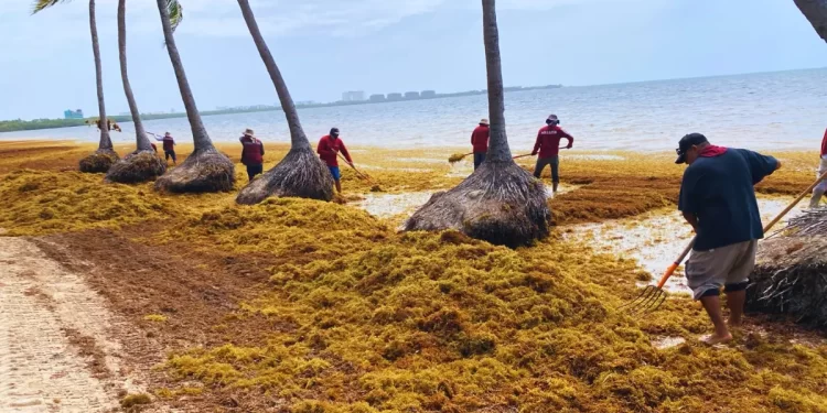 Playa del Carmen activa estrategia urgente contra el recale de sargazo