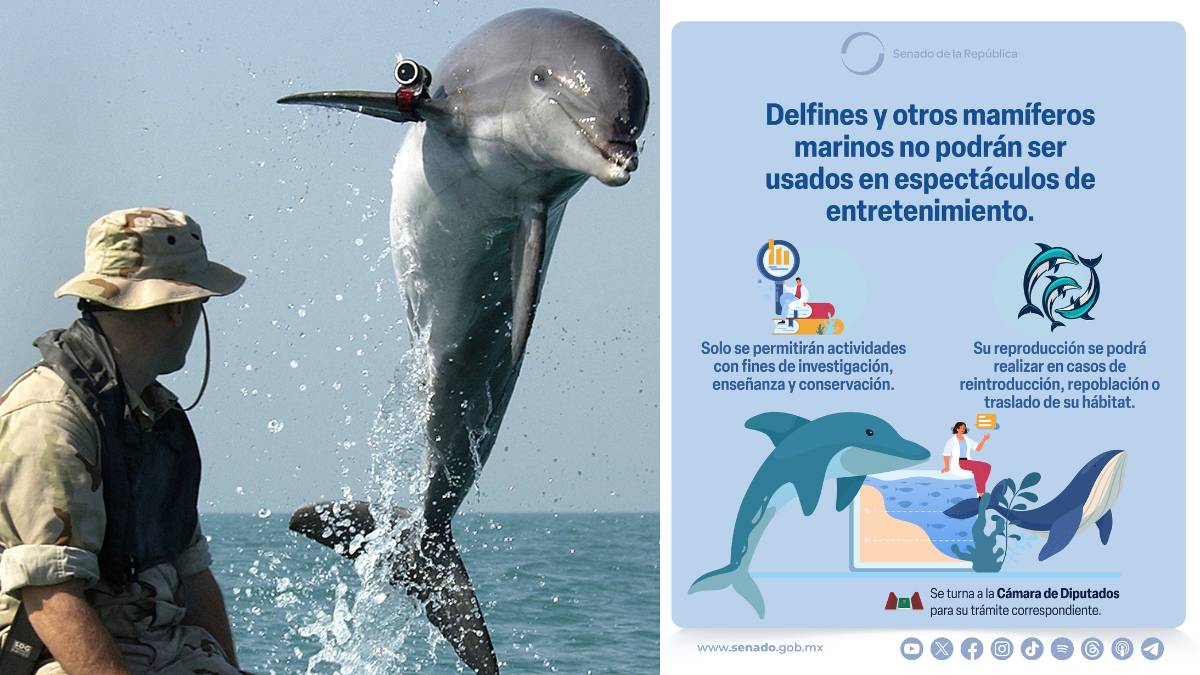 Prohibicion de reproduccion y aprovechamiento con fines de lucro de mamiferos marinos