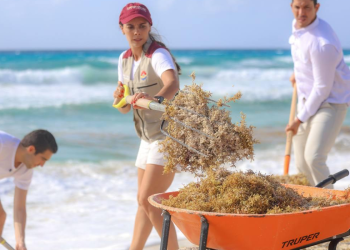 limpieza de sargazo en quintana roo gobierno municipal benito juarez