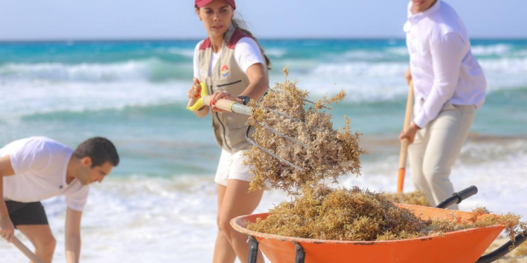 limpieza de sargazo en quintana roo gobierno municipal benito juarez