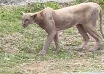 Puma camina por zona residencial de Monterrey