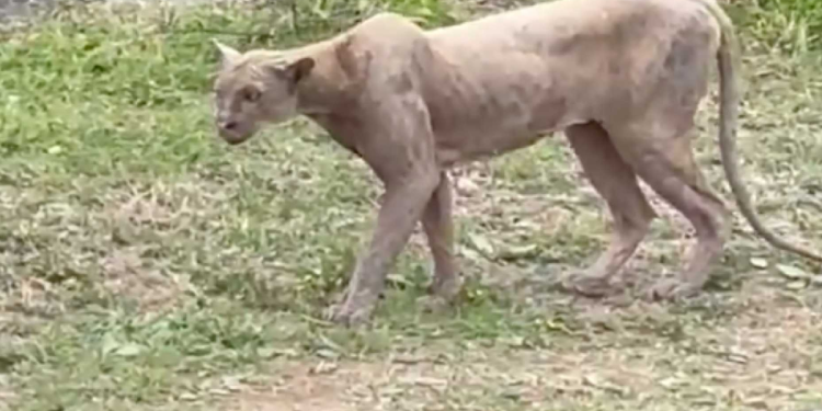 Puma camina por zona residencial de Monterrey