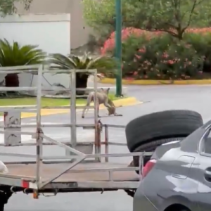 Puma caza a un gato en Monterrey