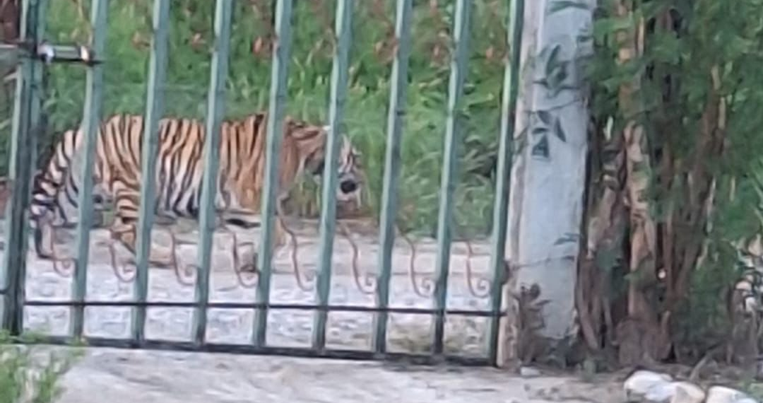Tigre deambulando en zona rural de Monterrey