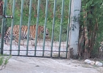 Tigre deambulando en zona rural de Monterrey