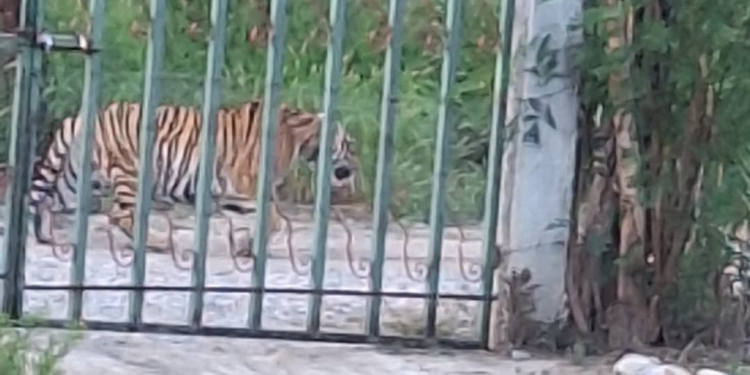 Tigre deambulando en zona rural de Monterrey