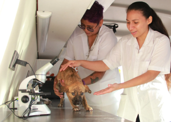Veterinario examina a un perro durante campaña gratuita en Cancún