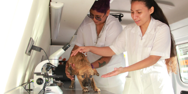 Veterinario examina a un perro durante campaña gratuita en Cancún