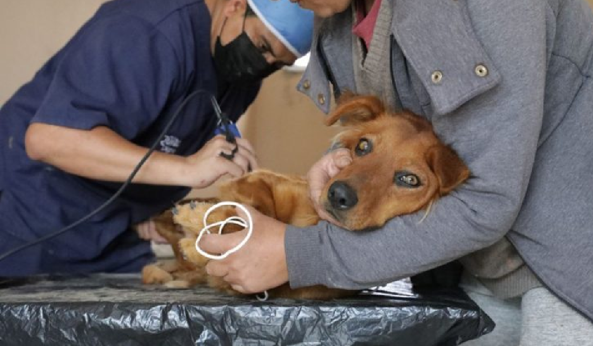 Campaña veterinaria en Cancún brinda vacunación a perros