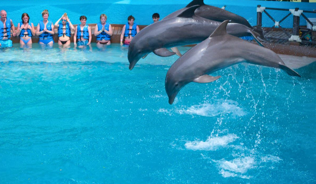 Delfines realizan espectáculo en delfinario de Cancún