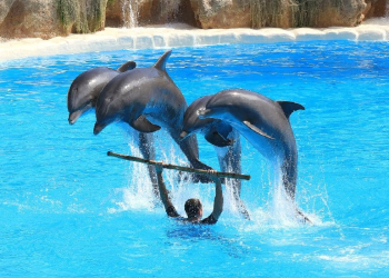 Delfines en cautiverio en delfinario de Cancún