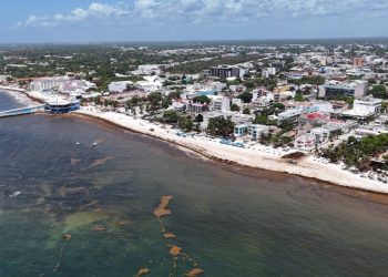 Sargazo en el Caribe Mexicano 2025 Se acerca un record historico de recale