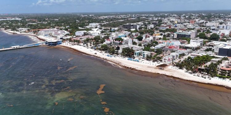 Sargazo en el Caribe Mexicano 2025 Se acerca un record historico de recale