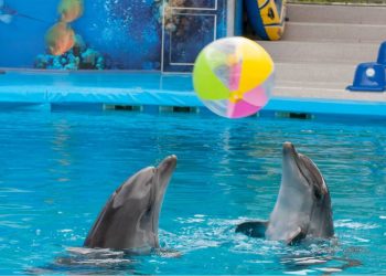 Senado prohibe uso de delfines en espectaculos en Mexico