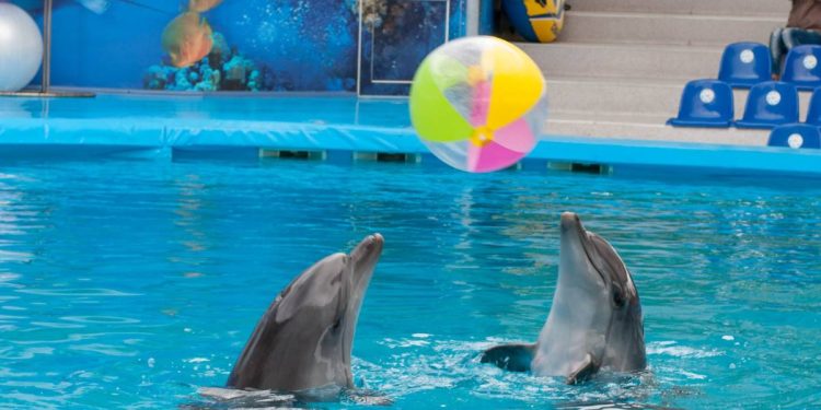 Senado prohibe uso de delfines en espectaculos en Mexico