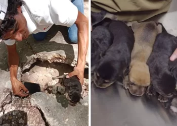 ¡Héroes sin capa! Rescatan a 10 perritos en la región 92 de Cancún