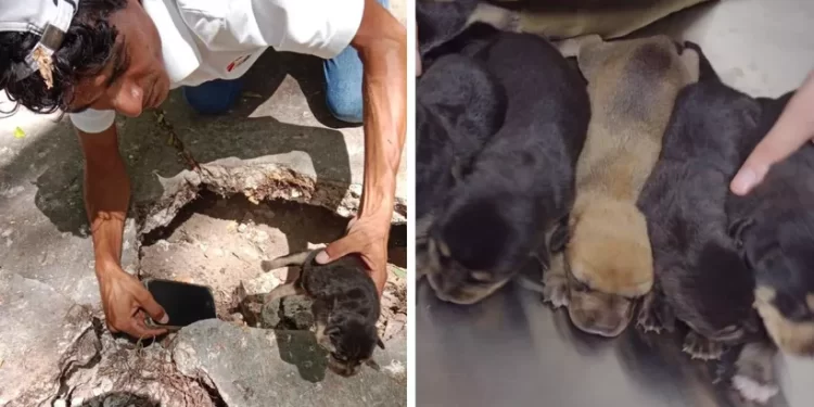 ¡Héroes sin capa! Rescatan a 10 perritos en la región 92 de Cancún