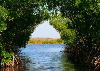 Manglares en Cancún formando un túnel natural sobre el agua