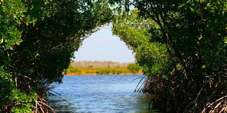 Manglares en Cancún formando un túnel natural sobre el agua