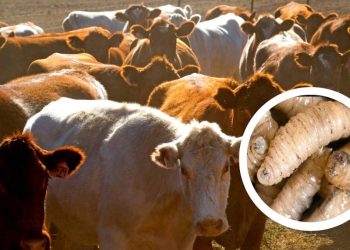 Nuevo cierre de frontera por gusano barrenador afecta exportacion de ganado mexicano