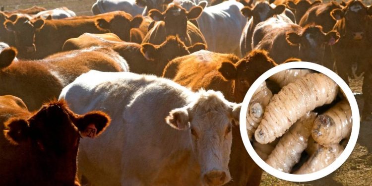 Nuevo cierre de frontera por gusano barrenador afecta exportacion de ganado mexicano