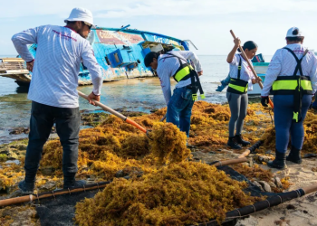 Voluntarios levantando sargazo en playas de Cozumel