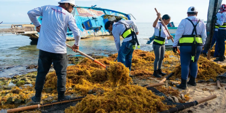 Voluntarios levantando sargazo en playas de Cozumel