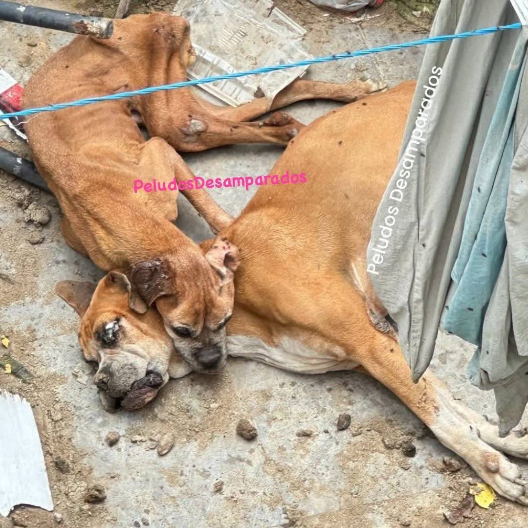 Perro junto a compañero fallecido en Chalco
