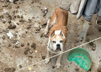 Perros rescatados en Chalco Estado de México