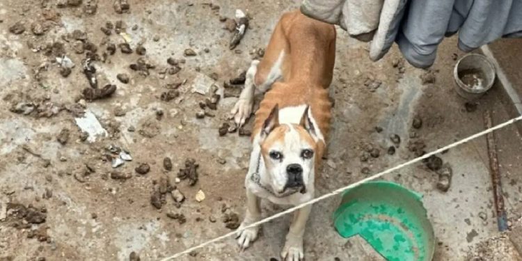 Perros rescatados en Chalco Estado de México