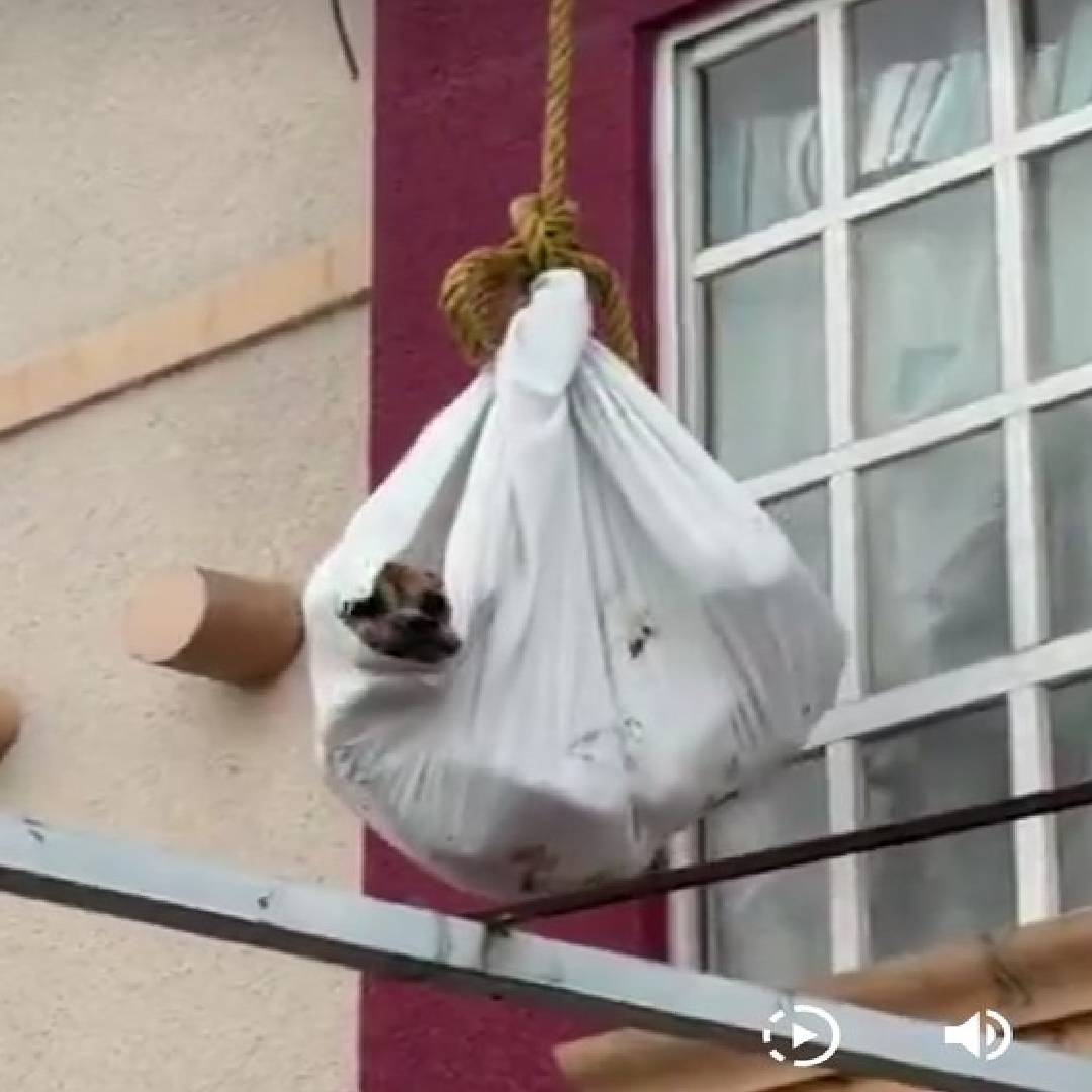 Rescate de perro en vivienda abandonada en Chalco