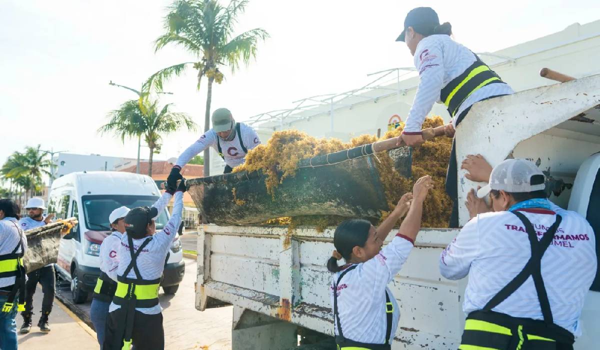 Camión transportando sargazo recolectado en Cozumel