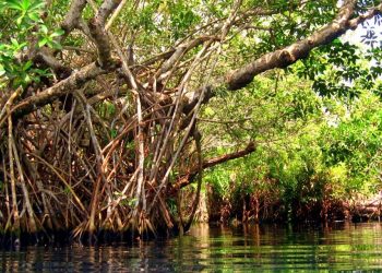 Manglares en Cancún con raíces sumergidas y vegetación frondosa