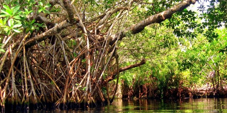 Manglares en Cancún con raíces sumergidas y vegetación frondosa