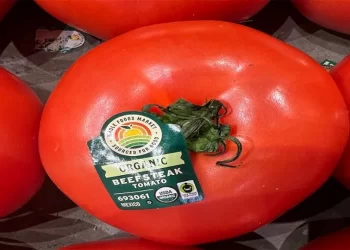 Aranceles al jitomate mexicano pondrán en riesgo la seguridad alimentaria, advierten productores