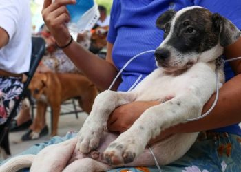 Campaña gratuita de esterilizacion en Cancun logra atencion a 200 mascotas