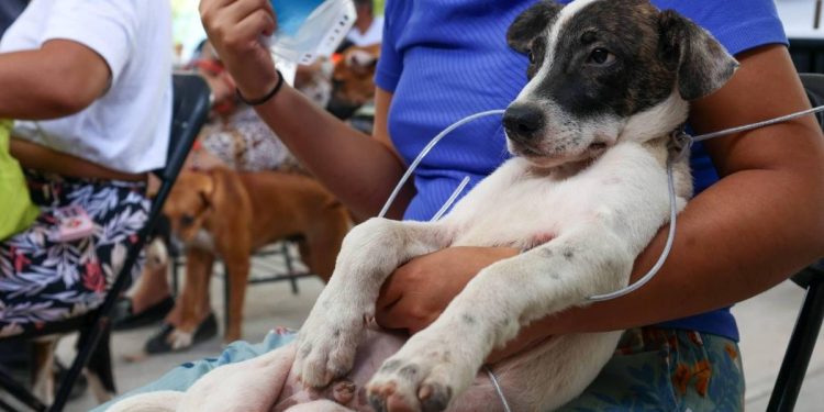Campaña gratuita de esterilizacion en Cancun logra atencion a 200 mascotas