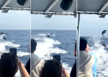 Estampida de 100 delfines sorprende a turistas en Newport Beach, California