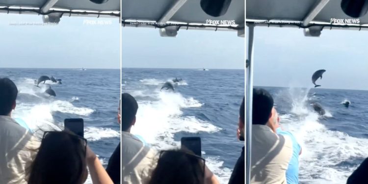 Estampida de 100 delfines sorprende a turistas en Newport Beach, California
