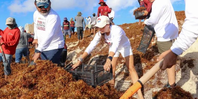 Ana Paty Peralta participa en limpieza de sargazo en Playa Delfines